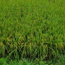 노암1리 진등 이미지