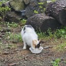 오쇼 하우스 이미지