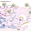 코로나 바이러스가 숙주 내로 유입되는 방법 이미지