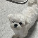 개팔자 상팔자 이미지