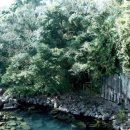 천제연 담팔수나무 이미지