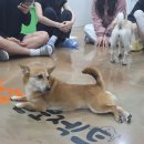 8월 29일(토) 서울 입양센터 아이들 정기산책봉사는 센터 내 봉사로 진행합니다. 이미지