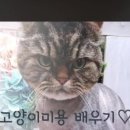 써니애견 미용실 이미지