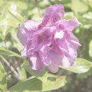 조형과 운동 이미지