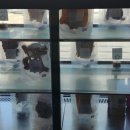 덕비네 수제간식 이미지