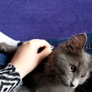 CATS TIME CAFE Daum카페