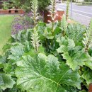 acanthus mollis Bear&#39;s Breech 이미지