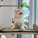 달래캐터리 이미지