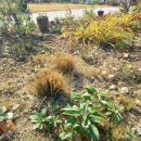 정원 관리: 가드닝의 기본 원리와 이론 | 가을 가지치기 시기 | 털수염풀 오이풀 층꽃 겨울전정 방법 총정리