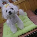 까까줄개 이미지