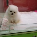 스누피 펫 유성점 이미지