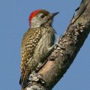딱따구리 이미지