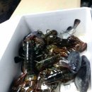 수정낚시터 이미지