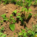 영월농장 이미지