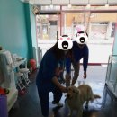 다정하개 이미지