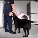 낯선 사람이 집에 오면 리트리버 반응은? 이미지