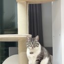 하니캣 | 고양이 원목 캣타워 추천 캣폴 내돈내산 후기