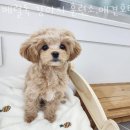 켈리 독, 강남 애견호텔 애견유치원 | 서울 강남구 애견호텔 베럴독 강아지 훈련소,애견호텔 유치원 업체 정보 후기