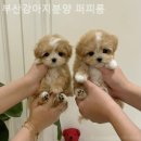 부산강아지분양 퍼피룸 | 부산강아지분양 퍼피룸 가격대비 만족도 높은 곳