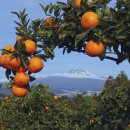 박하제주 이미지