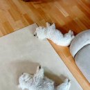 올데이펫 이미지