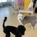 도그파우 | <♥울산애견카페♥>-울산애견호텔 도그파우 다녀온 후기! 댕댕이들 너무 활기차네~