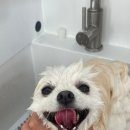 샤샤살롱 지제동삭점 이미지