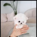 강아지,반하다 이미지