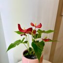 대한꽃집 이미지