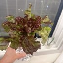 성공! 다이소 고기친구 텃밭세트 2개월 후기🥬 (5번 수확, 베란다 텃밭, 홈가드닝, 상추키우기)