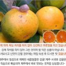 서귀포 극조생귤 50% 맛보기 이벤트 이미지