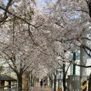 오늘은 양산 벚꽃놀이 이미지