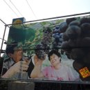 영광포도원 이미지