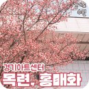 경기아트센터 야외극장 | 경기아트센터 홍매화, 목련 만개 수원 사진찍기 좋은곳