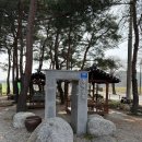 속초 한옥카페 설악산로 | 소나무 숲 속 베이커리 카페 솔직 후기