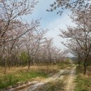 벚꽃주택 이미지