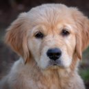 댕그루 | 강아지 절대 맡기면 안되는 곳 사동 애견미용 댕그루 / 말못하는 강아지의 슬픔