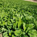 한진1농장 이미지