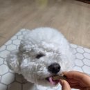고려펫 | 금산이가홍삼 6년근 고려 흑삼펫 강아지영양제 구매 후기
