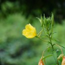 큰달맞이꽃Oenothera glazioviana Micheli[바늘꽃과 달맞이꽃속] 이미지