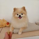 리리댕댕 | [포항애견미용]가위컷 전문점 리리댕댕/ 양덕 애견미용 리리댕댕 후기