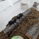 여주곤충박물관 이미지