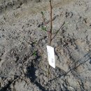 두루봉농원2 이미지