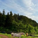 호텔미미 이미지