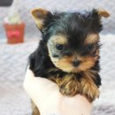 울산 제이앤독 애견샵 이미지