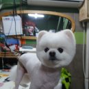 헬로도그맘 이미지