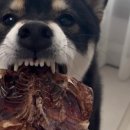 멍이네 수제간식 이미지