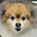 안동동물의료센터 이미지