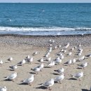 동해안로L 이미지