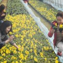 지리산민들레 이미지